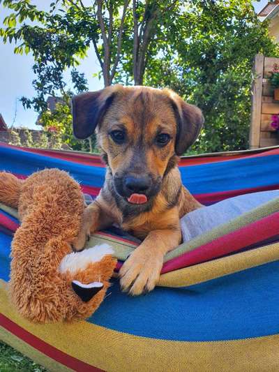 Die Dogorama Kalender Challenge 4/4-Beitrag-Bild