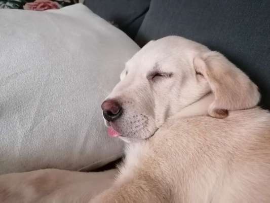 Fotochallenge Nr. 59 - Mein Hund zeigt die Zunge-Beitrag-Bild