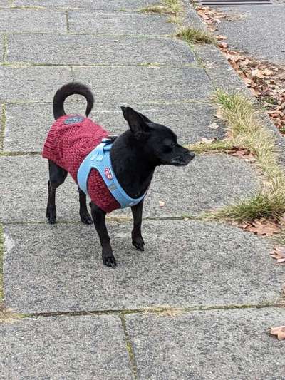 Hundekleidung - Top oder Flop-Beitrag-Bild