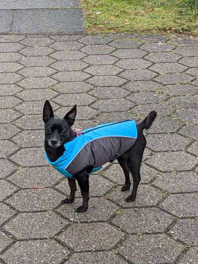 Hundekleidung - Top oder Flop-Beitrag-Bild