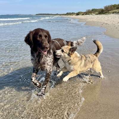 Hundetreffen-Gemeinsame Spaziergänge-Bild