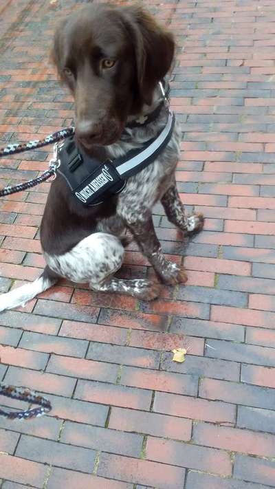 Kleiner Münsterländer!-Beitrag-Bild