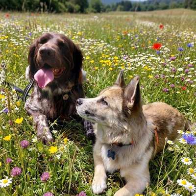 Hundetreffen-Gemeinsame Spaziergänge-Bild