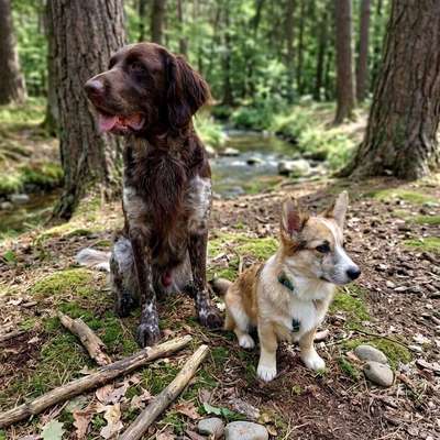 Hundetreffen-Gemeinsame Spaziergänge-Bild