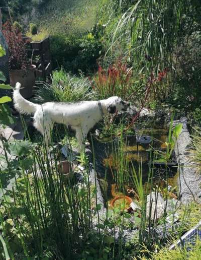 Die Dogorama Kalender Challenge Titelbild-Beitrag-Bild