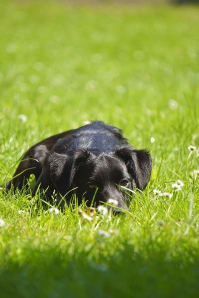 Hundetreffen-Fotospaziergang-Bild