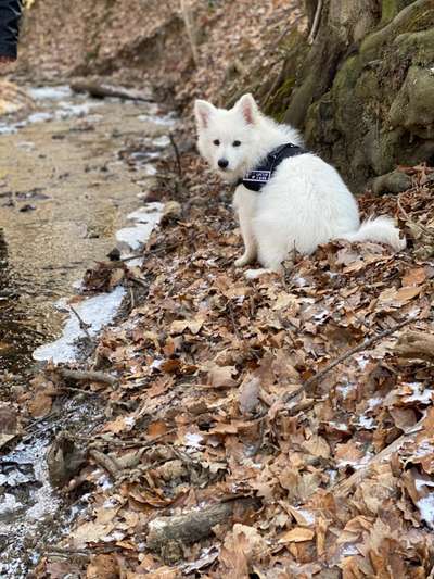 Die Dogorama Kalender Challenge Teil 2/4-Beitrag-Bild