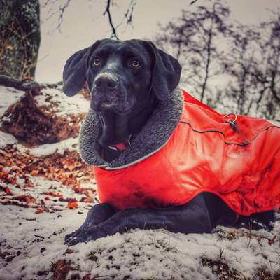 Hundetreffen-Spiel und Ruhe Partner/in gesucht-Bild