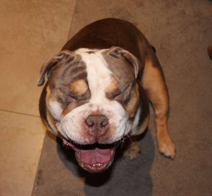 Dogorama Photo Challenge - Dein Hund beim Gähnen-Beitrag-Bild