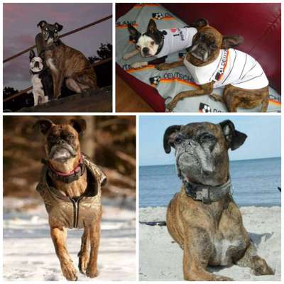 Unsere Fellnasen im Regenbogenland-Beitrag-Bild