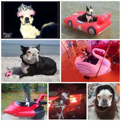 Unsere Fellnasen im Regenbogenland-Beitrag-Bild