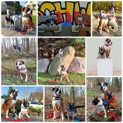 31. Collagen Challenge - Bänke/ Steine /Baumstümpfe-Beitrag-Bild