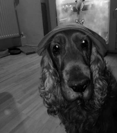 Zeige das lustigste Bild eures Hundis-Beitrag-Bild