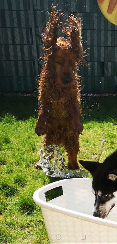 Zeige das lustigste Bild eures Hundis-Beitrag-Bild