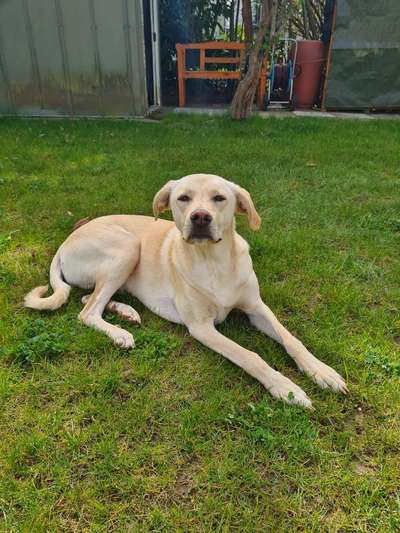 Hunde vom Tierschutzverein 🐕♥️-Beitrag-Bild