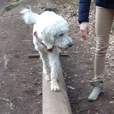 Hundetreffen-Training und Spielrunde