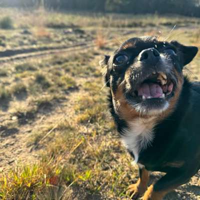 Hundetreffen-Kleine Hunde in der Wahner heide-Bild