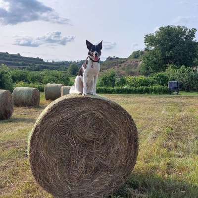 Hundetreffen-Social Walks rund um den Kaiserstuhl-Bild