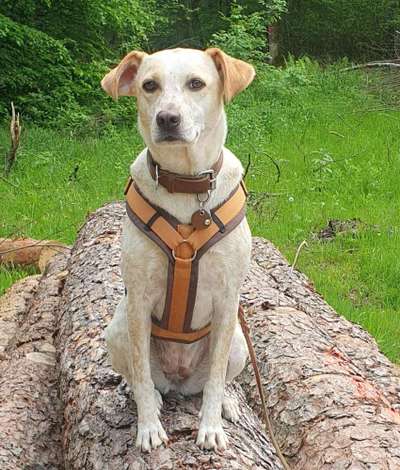 Wie kamst du zu deinem Hund?-Beitrag-Bild