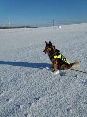 Erfahrungen mit Tierschutzhunden-Beitrag-Bild