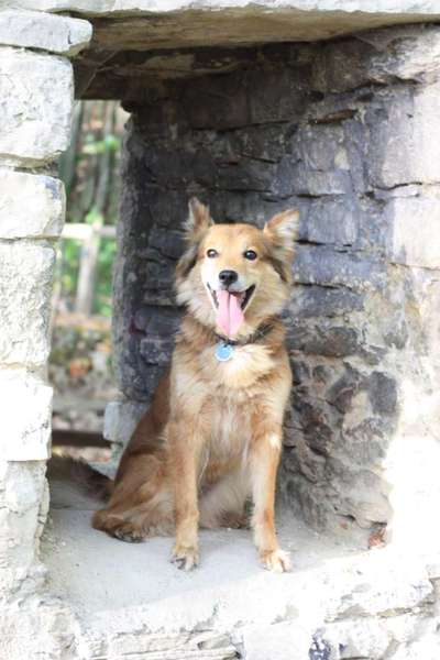 Unsere Fellnasen im Regenbogenland-Beitrag-Bild