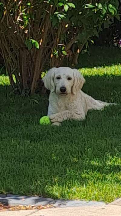 Goldendoodle?-Beitrag-Bild