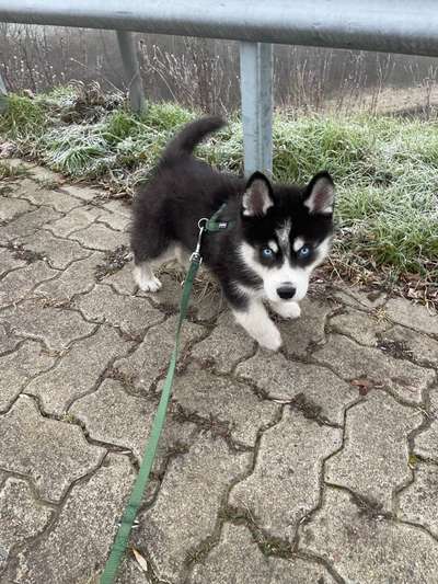 Hundetreffen-Suchen Spielpartner für unseren Welpen/Junghund-Bild