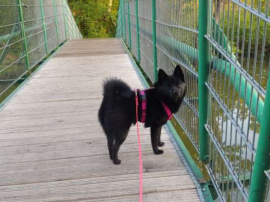 Rassen und ihre Eigenschaften-Beitrag-Bild