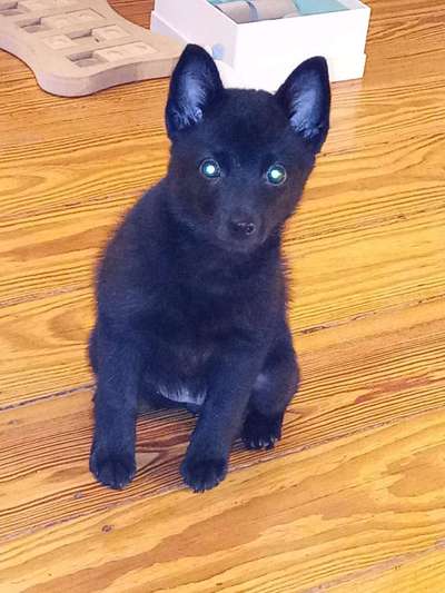 Welpen Bilder !-Beitrag-Bild