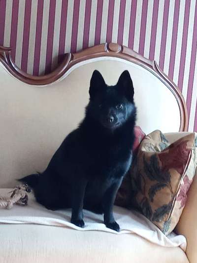 Welpen Bilder !-Beitrag-Bild