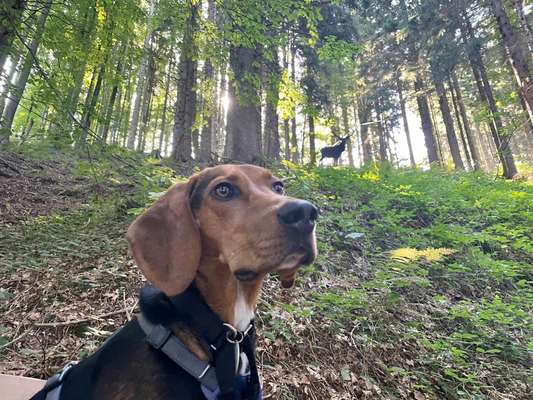 Wald Bild-Beitrag-Bild