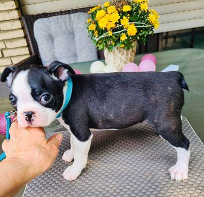 Wo sind hier die Boston Terrier?-Beitrag-Bild