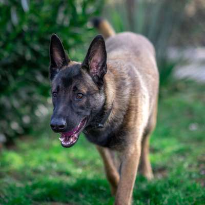 Hundetreffen-Suchen eine/n Spielkameradin/en für Simba.-Bild