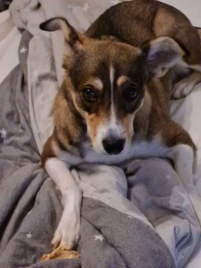 Westsibirische Laika ^~^-Beitrag-Bild