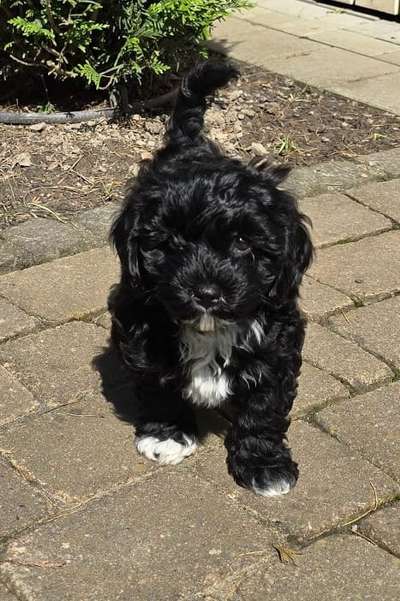 Hundetreffen-FR: Spazierrunden in der Wiehre und Umgebung?-Bild