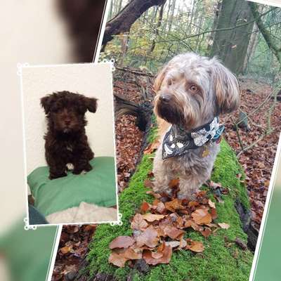 Welpen Bilder !-Beitrag-Bild