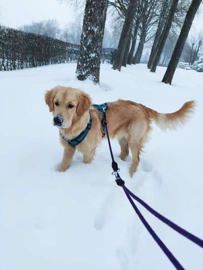 Wo sind die Golden Retriever Liebhaber?-Beitrag-Bild