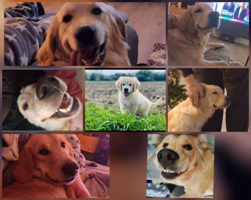 Lachen😀 eure Hunde auch so gerne😂-Beitrag-Bild