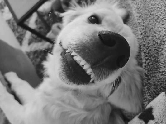 Hunde sind die beste Medizin-Beitrag-Bild