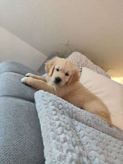 Welpen Bilder !-Beitrag-Bild