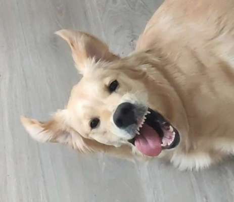 Zeige das lustigste Bild eures Hundis-Beitrag-Bild