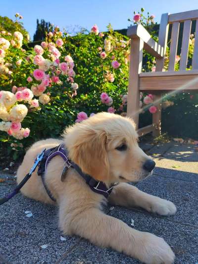 Challenge 23 : "  Euer Hund beim Frühlingserwachen "-Beitrag-Bild