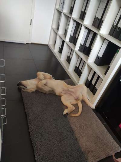 Arbeitstier-Beitrag-Bild