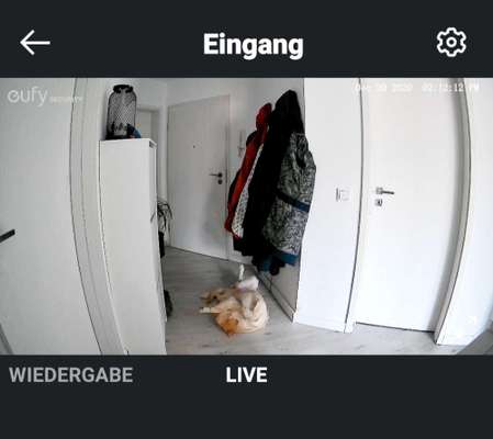 Wie lange sollte ein Hund alleine bleiben?-Beitrag-Bild