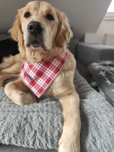 Golden Retriever-Beitrag-Bild