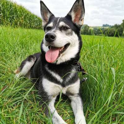 Hundetreffen-Gassi und Trainingsrunde-Bild