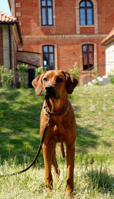Rhodesian Ridgeback-Beitrag-Bild