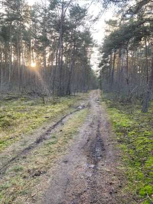 Hundeauslaufgebiet-Lohner Sand-Bild