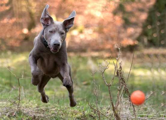 Zeige deinen Schatz mit seinem Lieblingsspielzeug.-Beitrag-Bild