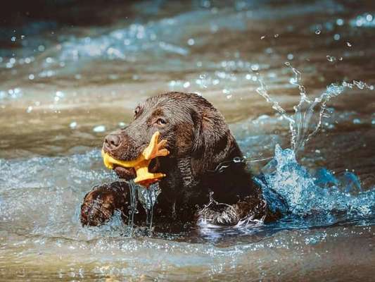 Dogorama Photo Challenge - Wasserspiele-Beitrag-Bild